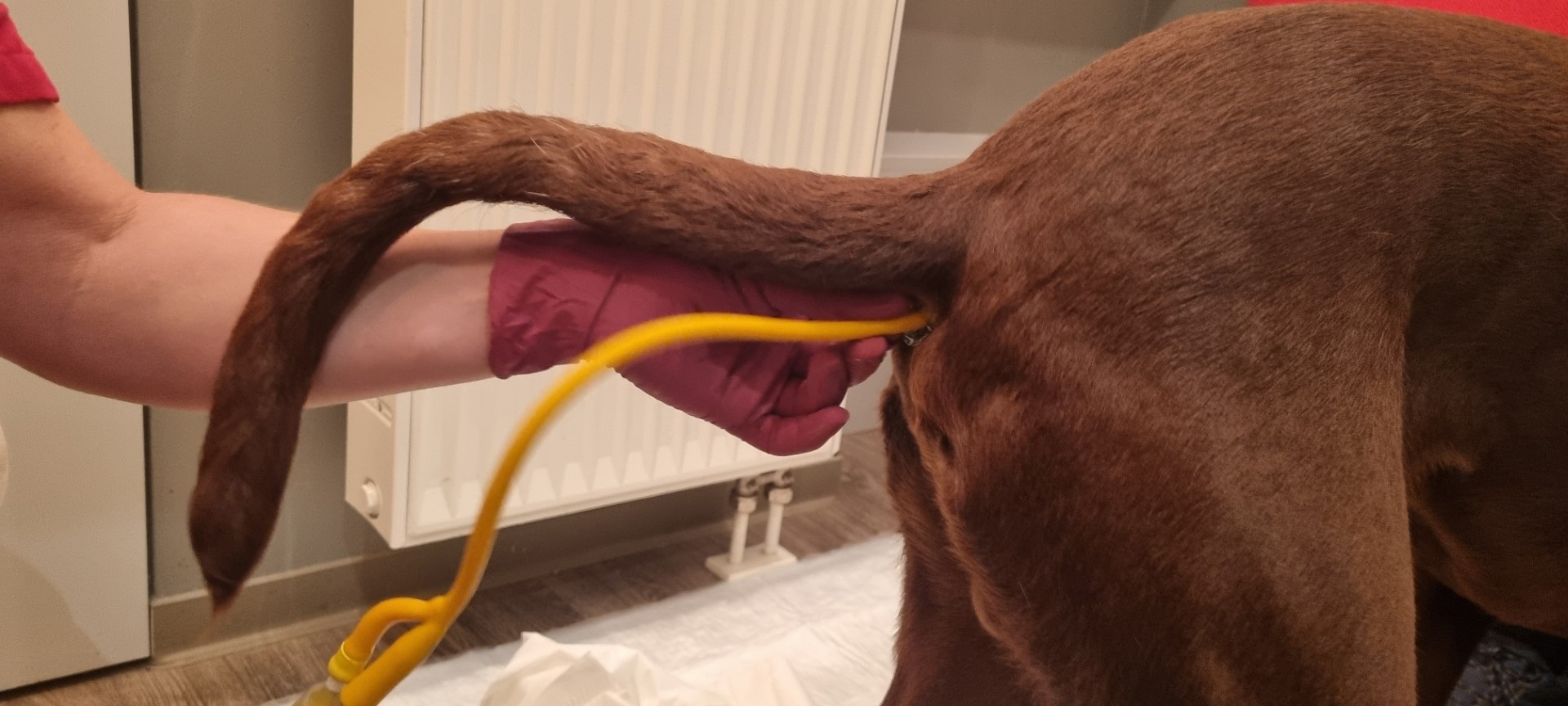  Kottransplantation.jpg